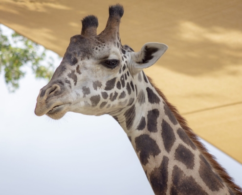 A giraffe from the Central Florida Zoo