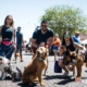 Pints and Paws event in Sanford, FL
